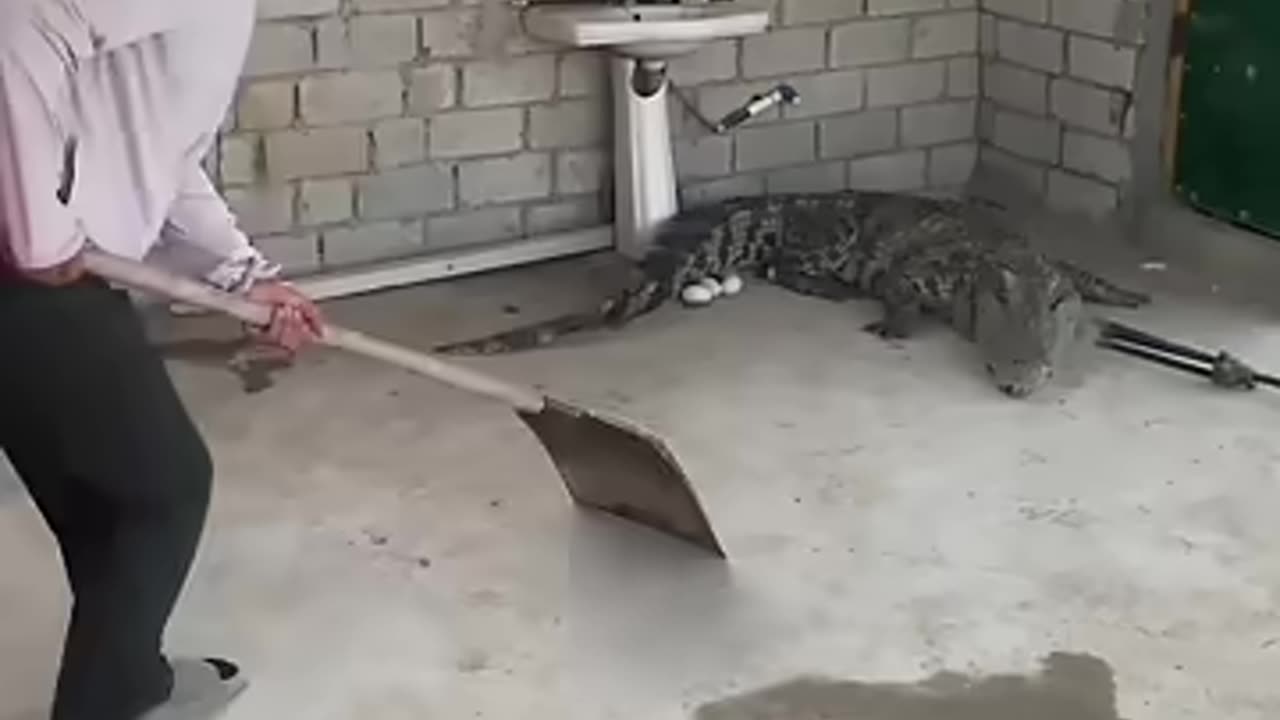 Use An Iron Spade To Rake Eggs Near The Crocodile In The Farm !
