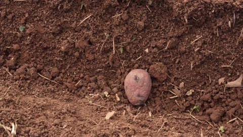 Potato Planting(No narration)