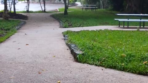 31.1.2025 Anzac Park Kuranda