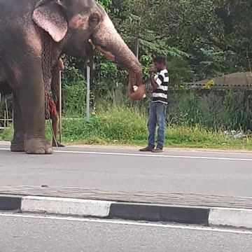 friendly elephant on road
