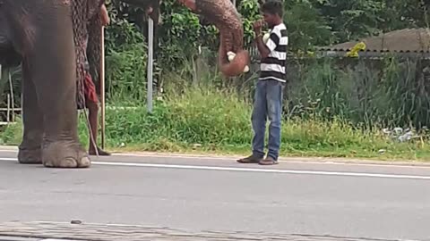 friendly elephant on road