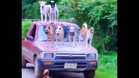 Funniest 2025 Cats and Dogs Memes