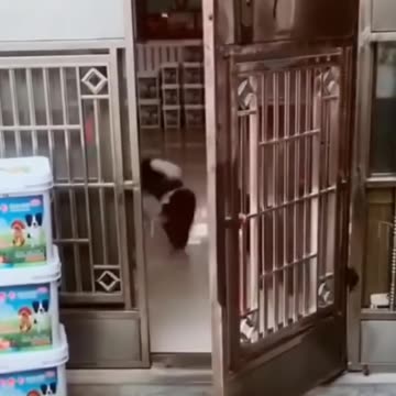 Adorable Dogs Begging for Love – Cutest Puppy Moments! 🐶❤️