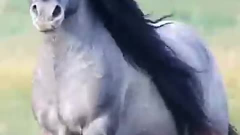 😄 horse riding full speed 🐎🐼 #shorts #rumbleshorts #horse #riding #speed