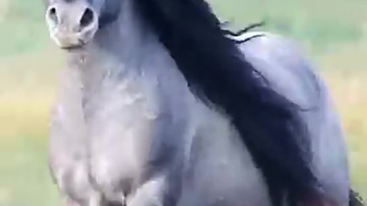 😄 horse riding full speed 🐎🐼 #shorts #rumbleshorts #horse #riding #speed