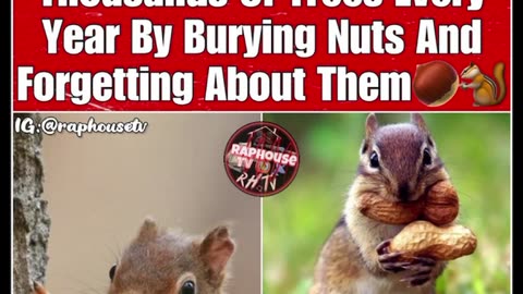 Squirrels have more worth than a nigga..