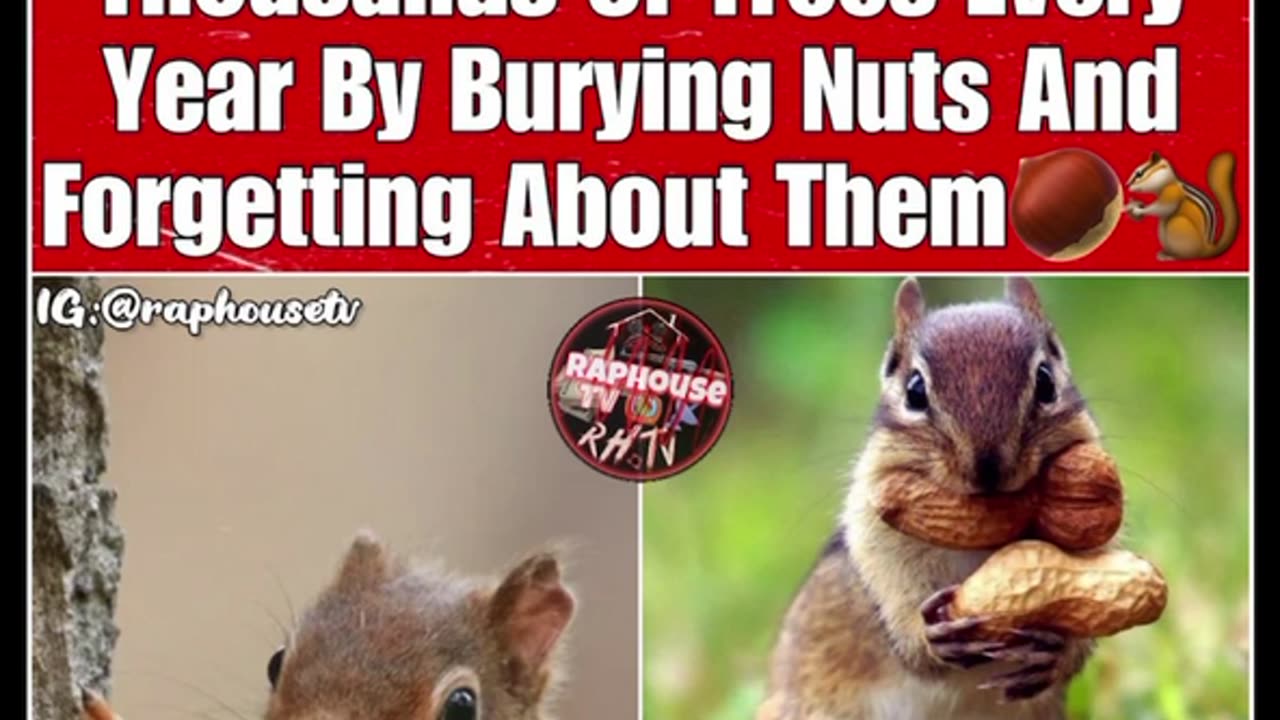 Squirrels have more worth than a nigga..