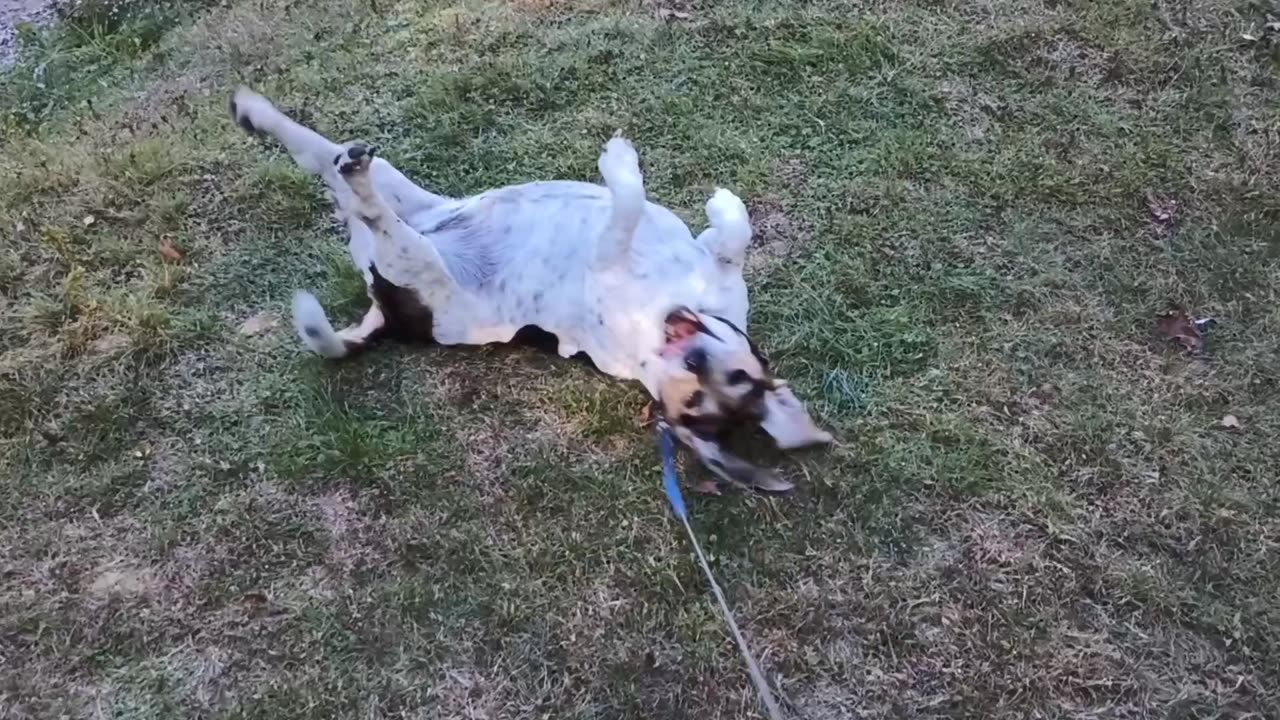 Bandit