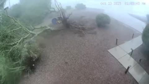 Tempe Arizona was hit by a microburst so powerful it flattened every tree.