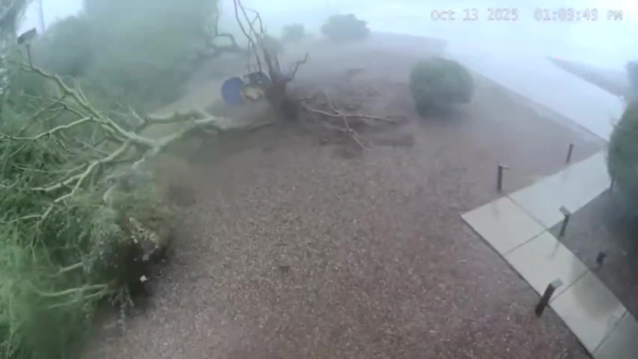 Tempe Arizona was hit by a microburst so powerful it flattened every tree.
