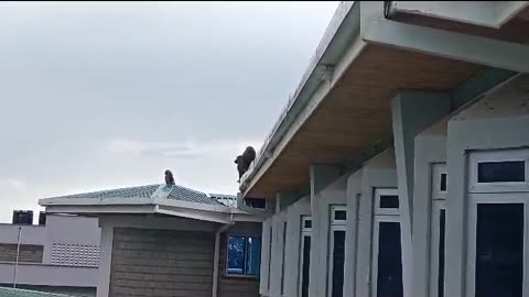 Monkeys on the Rooftop