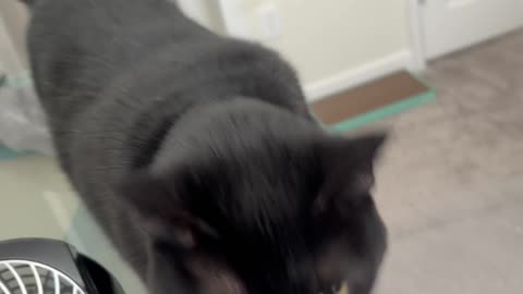 Cute Precious Piper Gets Some Attention During Her Inspection - My Adopted Shelter Cat Vlog