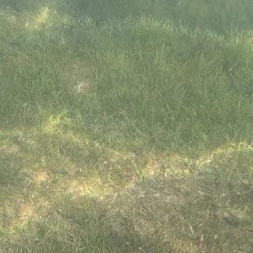 Snorkeling Through Serenity