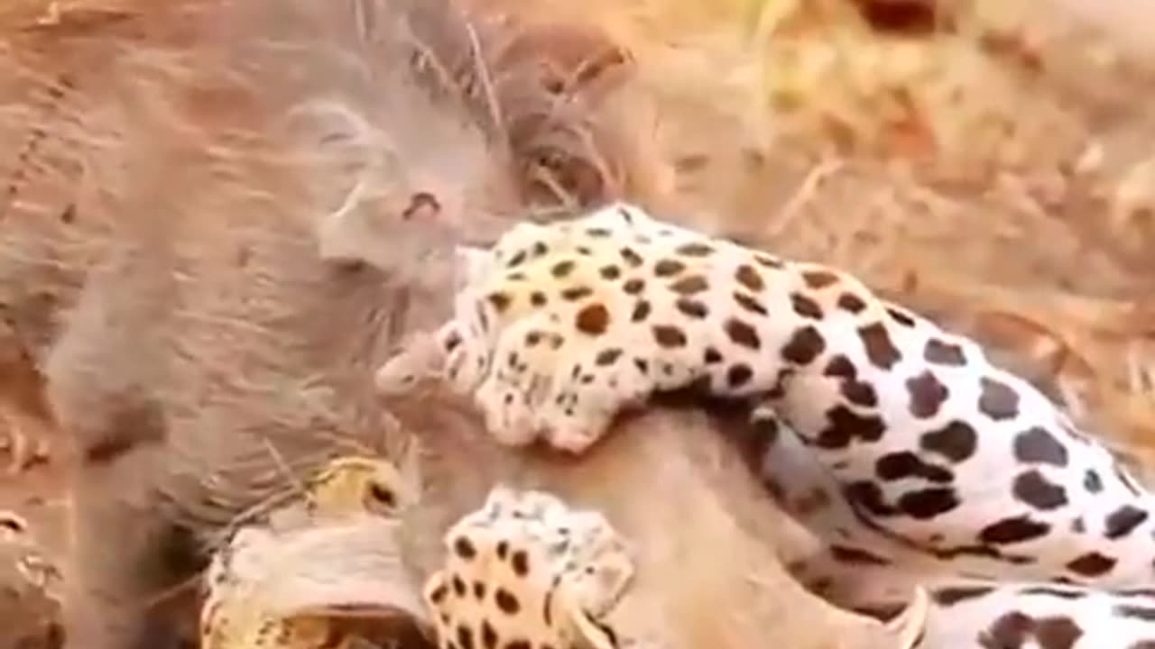 Funny animals