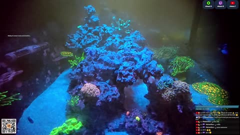24/7 Real Live Reef Stream