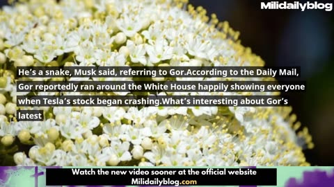 Architect of Trump-Musk Rift Ousted From White House Role