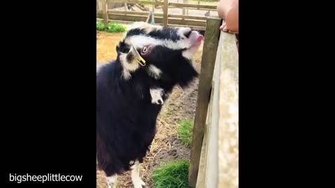 Funniest Animal Videos of 2025 Ever That Will Definitely Brighten Your Day 😅