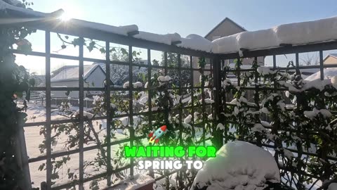 Catching Strange Insects in Garden Stems Ladybugs, Beetles & Beneficial Predators