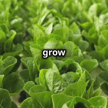 Grow Your Food Anywhere with Aquaponics in 60 Seconds