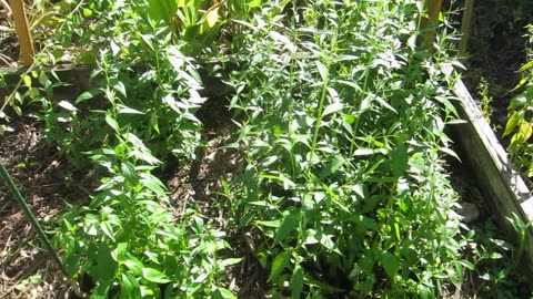 King of Bitters (Andrographis paniculata)