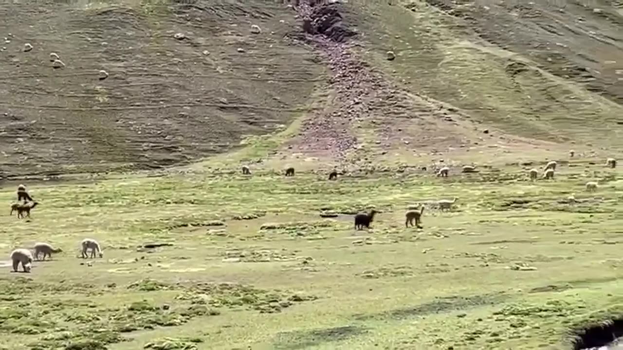 Alpacas in Peru