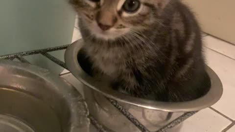 Kitten Sits In Food Bowl To Drink Water