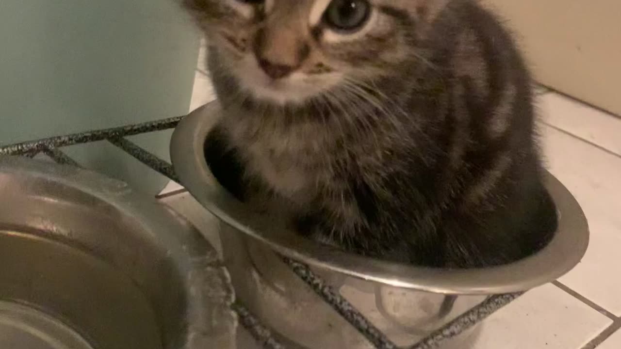 Kitten Sits In Food Bowl To Drink Water