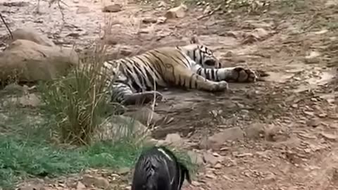 OHH DOGGY DON'T GO THERE! 🎥🐅 Understanding the Dangers of Tiger Territory: A Cautionary Tale