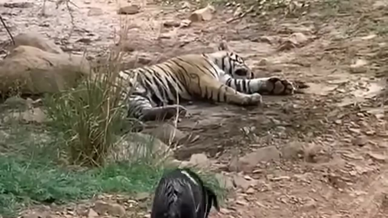 OHH DOGGY DON'T GO THERE! 🎥🐅 Understanding the Dangers of Tiger Territory: A Cautionary Tale