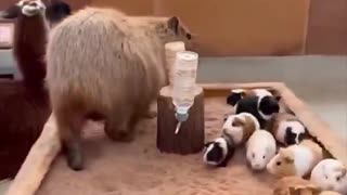 He just wants to be one of them.. 😅