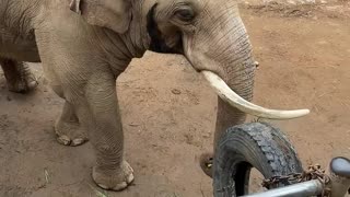 万物皆有灵，每个生命都值得被温柔以待 #感动瞬间 #万物皆有灵 #万物皆有灵性请善待每一个生命