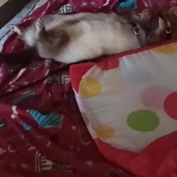 Kicking the dog off her bed so you can scratch you back..priceless!