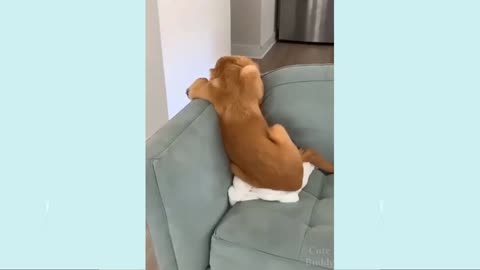 i love this dog -Funny Dogs 🤣