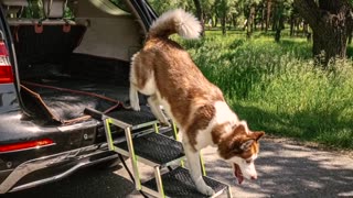 The Car Dog Ramp “Tailgate” by Owleys of