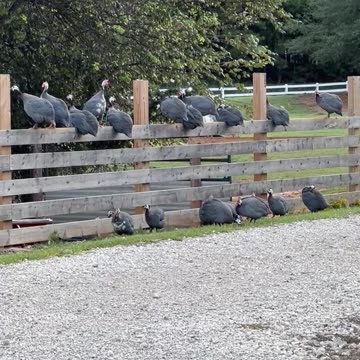 Guineas are Guarding our Driveway