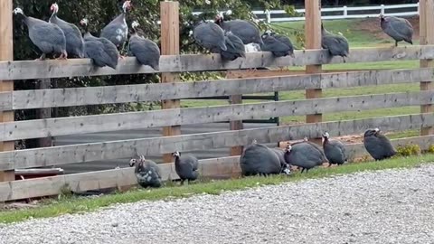 Guineas are Guarding our Driveway
