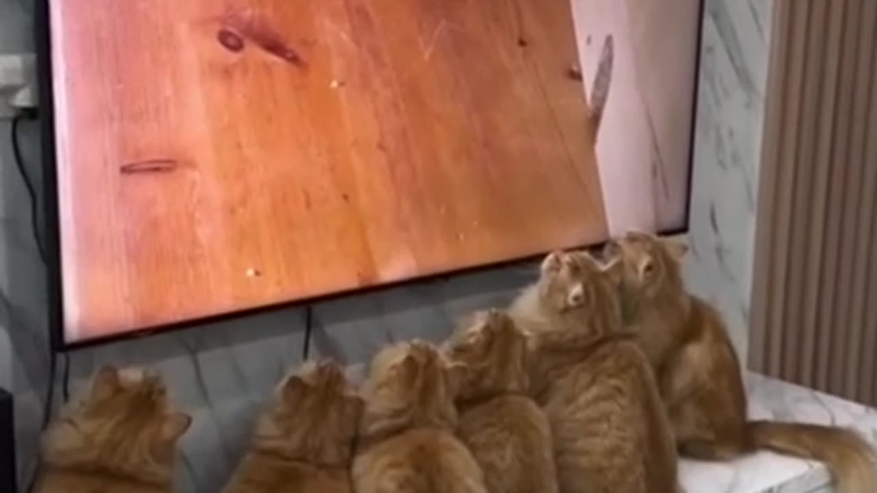 Found great fun for cats 😆