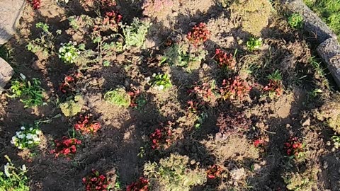 New Sedum Flower Bed converted Sedum venue's first morning Sun