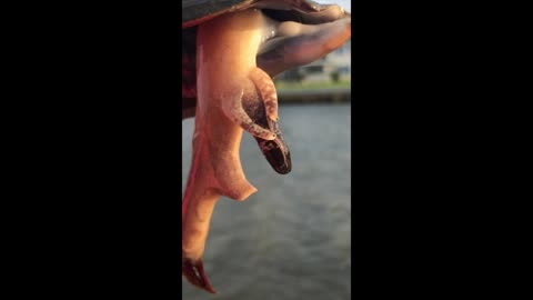 Can you see the eyes? 👀🐚 Florida Fighting Conch
