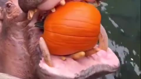 hippos at the Cincinnati Zoo getting some pumpkin snacks. 🥰🍈