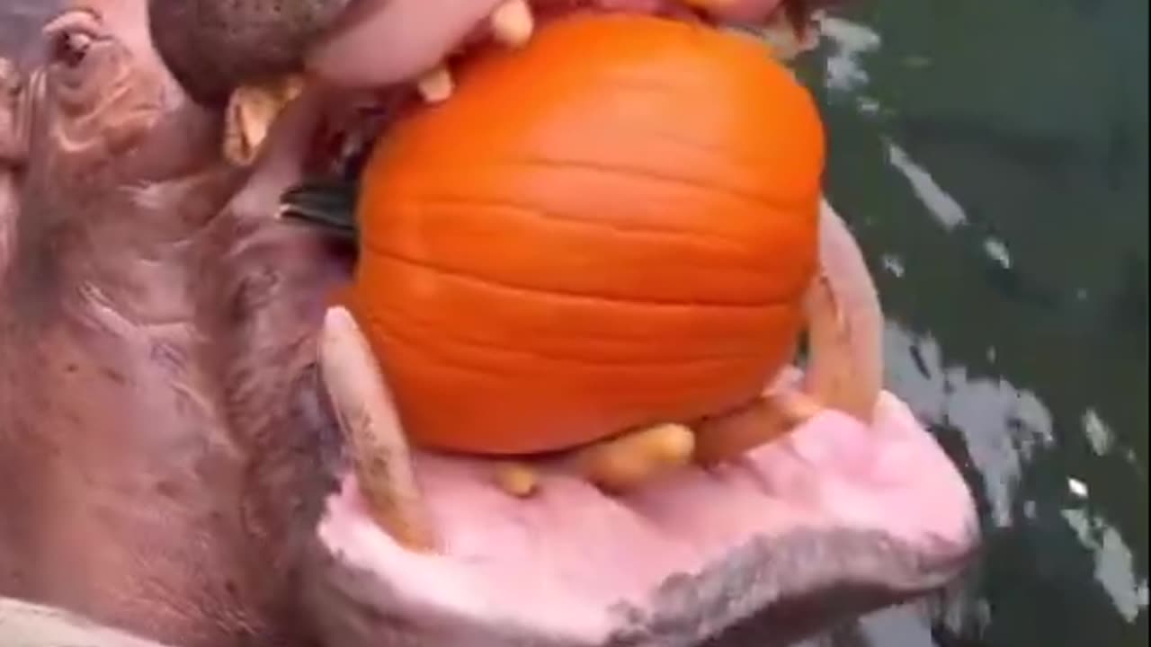 hippos at the Cincinnati Zoo getting some pumpkin snacks. 🥰🍈