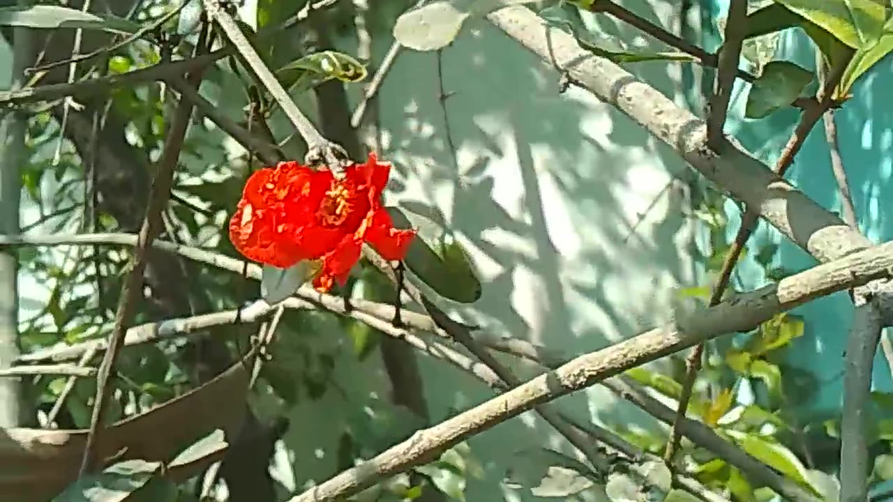 Pomegranate flowers are blooming on a tree full of leaves, but there are no pomegranates to be seen