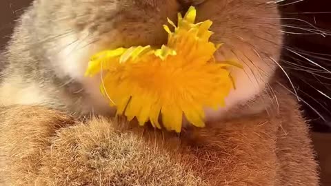 Rabbit treat