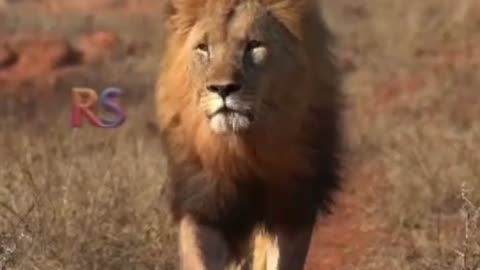 🔥 Patience is Power | Silence That Shakes the World #shorts