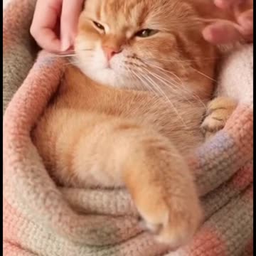 Ultra-Relaxing 4K ASMR Ginger Cat Pampering Session - ASMR Cat massage