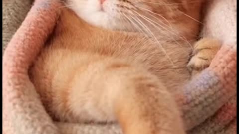 Ultra-Relaxing 4K ASMR Ginger Cat Pampering Session - ASMR Cat massage