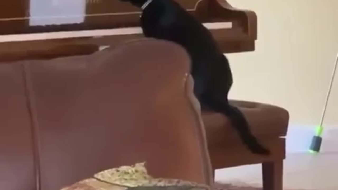 😂🎹 Cat's Reaction to Piano Sound is HILARIOUS! | FunFM