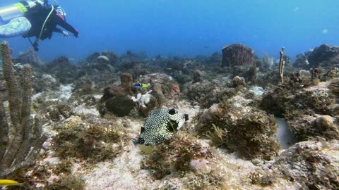 Smooth trunkfish feeding (hunting) for divers in St Croix