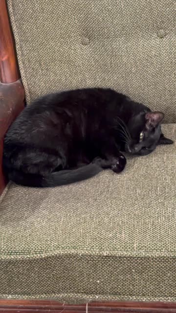 Cute Precious Piper is a Perfect Croissant Security Guard - My Adopted Shelter Cat Vlog #shorts