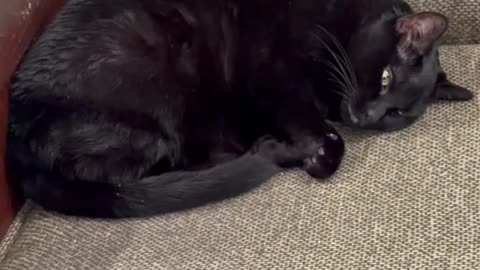 Cute Precious Piper is a Perfect Croissant Security Guard - My Adopted Shelter Cat Vlog #shorts